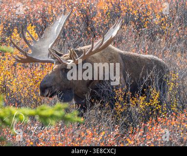 Bull Moose nel Parco Nazionale di Denali Foto Stock