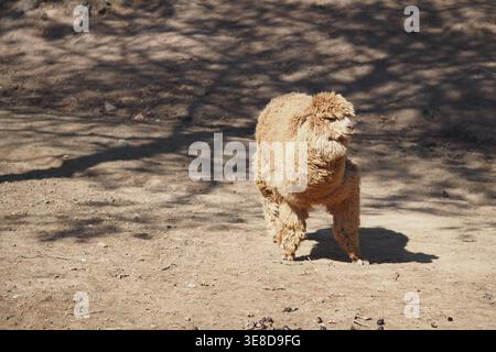 Alpaca che cammina su terreni asciutti con il sole Foto Stock
