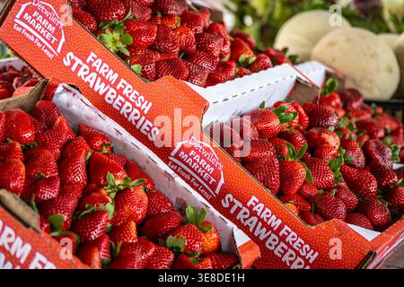 Coltivare fragole fresche in mostra al Sumter County Farmers Market di Webster, Florida. (USA) Foto Stock