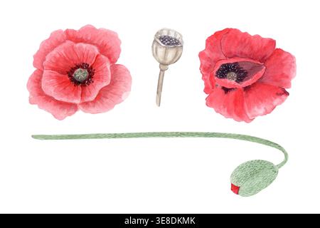 Set di papavero rosso acquerello con fiori, cialda di semi e stelo, elementi botanici dipinti a mano isolati su sfondo bianco. Collezione floreale per Foto Stock
