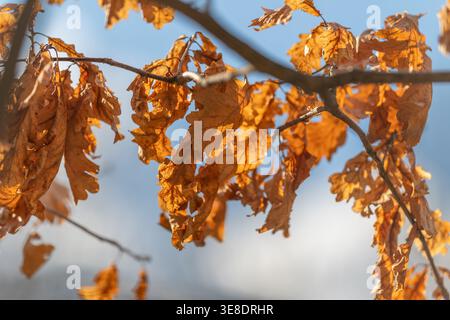 Un gruppo di foglie di rovere croccanti appese al ramo sottile, la translucenza retroilluminata rivela silhouette ricurve, colori caldi, messa a fuoco superficiale, quiete stagionale Foto Stock