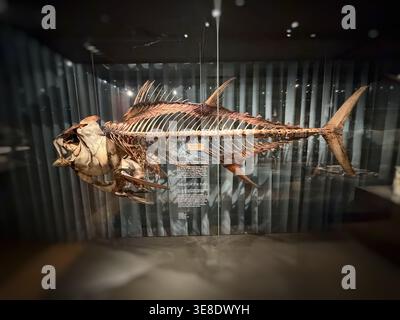 Scheletro di un tonno (Thunnus thynnus) nel museo di storia naturale di Copenaghen Foto Stock