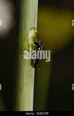 Una femmina di testa quadrata Masked Bee, Hylaeus quadriceps, scavando una camera di covata in uno stelo di Trachymene composita. Foto Stock