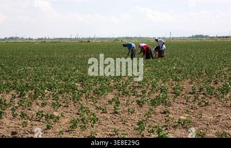 Lavoratori agricoli che zuppa fagioli nel campo. Foto Stock