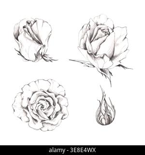 Rosa romantica, lisianthus o testa di fiori di ranunculus, gemme di gardenia. Illustrazione botanica disegnata a mano a matita. Biglietti di San Valentino, anniversario Foto Stock