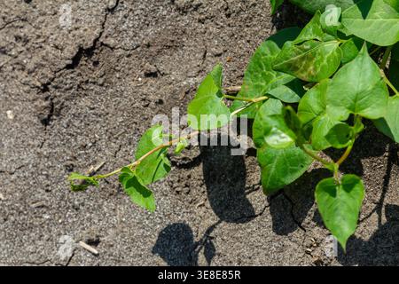 Il campo con foglie verdi vibranti cresce in modo resiliente sul terreno asciutto mostrando la sua natura di arrampicata e adattabilità in un ambiente naturale durante Foto Stock