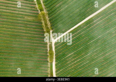 Veduta aerea di campi agricoli geometrici con filari verdi e un bivio sterrato a Piantravigne, Toscana, Italia. Foto Stock