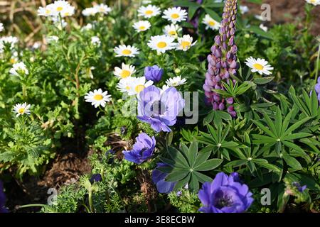fiori blu e bianchi fioriscono nel giardino Foto Stock