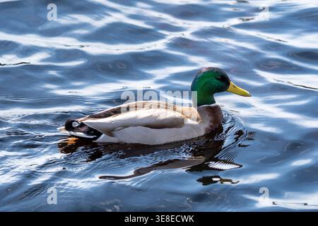 L'anatra Mallard nuota su una superficie d'acqua ondulata Foto Stock