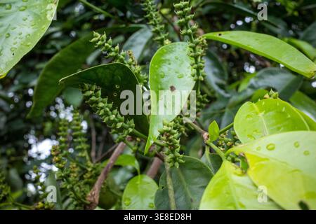 Melinjo, Gnetum gnemon frutti giovani sull'albero, fuoco poco profondo. Foto Stock