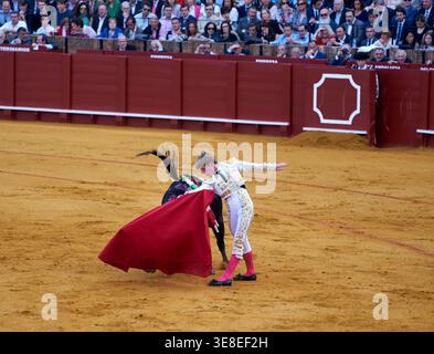 Una corrida sta avvenendo nell'Arena di Siviglia. Un matador affronta un toro mentre il pubblico guarda da vicino. L'evento attira molti spettatori. Foto Stock