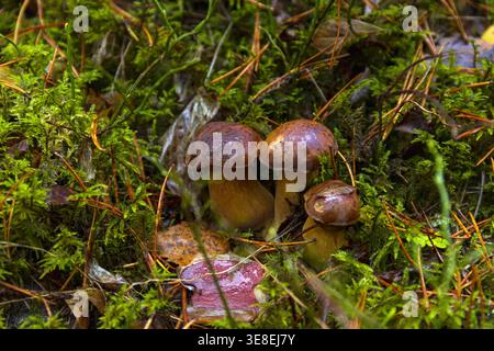 Gruppo di funghi selvatici che crescono nel muschio verde in ambiente forestale. Foto Stock