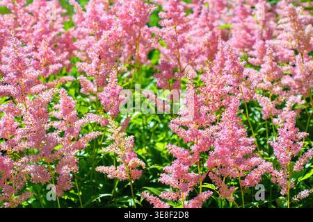 Fiori di Astilbe rosa che fioriscono nel giardino estivo Foto Stock