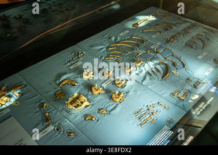 Scheletro fossilizzato dell'uomo di Neanderthal, dell'Homo neanderthalensis, ossa e fossili dei primi umani o ominidi esposti in un museo, concetto di paleontologia Foto Stock