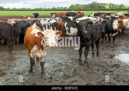 Una mandria di bovini, vacche da latte, in un campo molto fangoso di una fattoria Foto Stock