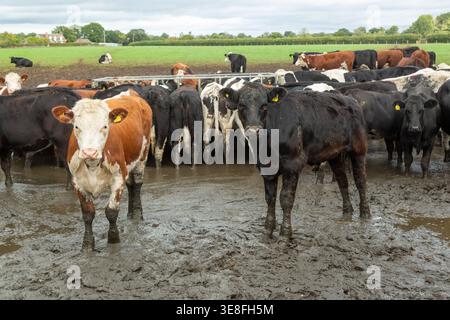 Una mandria di bovini, vacche da latte, in un campo molto fangoso di una fattoria Foto Stock