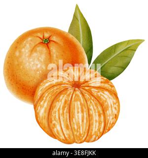 Una composizione di mandarini sbucciati e non sbucciati. Illustrazione ad acquerello di un mandarino con foglie verdi. Agrumi. Ideale per i progetti di Capodanno, pa Foto Stock