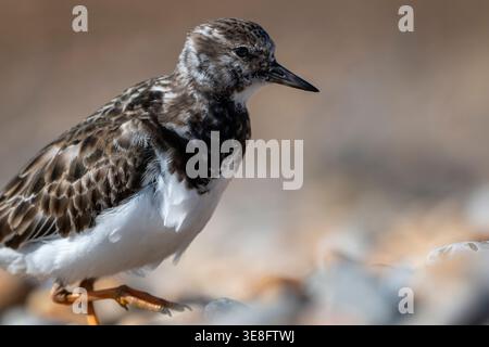Ruddy Turnstone sulla spiaggia di ciottoli Foto Stock