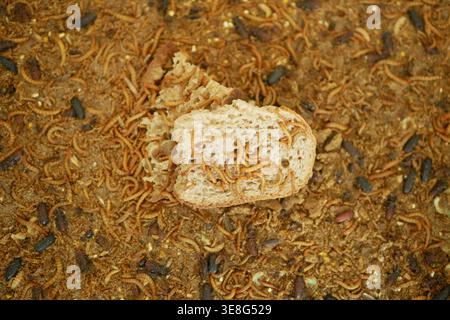 Vermi larvali grandi colonie di coleottero scuro giallo Tenebrio molitor larve di parassiti primo piano fonte dietetica per animali e esseri umani che mangiano e mangiano da letto Foto Stock