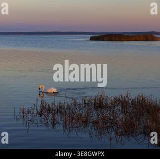 Cigno bianco che scivola sulle acque calme all'alba ad Haapsalu, Estonia. Tranquilla scena naturale con luce soffusa del mattino e riflessi. Foto Stock