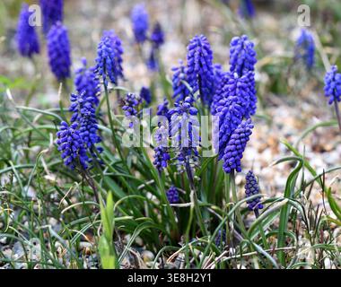 Giacinto d'uva armena o Giacinto d'uva da giardino, Muscaria armeniacum, Asparagaceae. Europa e Asia occidentale. Foto Stock