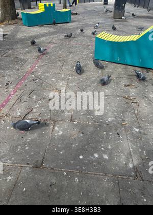 Piccioni che si riuniscono sul marciapiede vicino a panchine colorate all'esterno in un sobborgo di North London. Escrementi di uccelli chiaramente visibili sul marciapiede Foto Stock