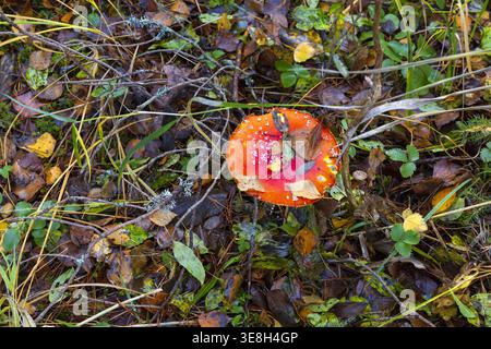 Fungo agarico della mosca rossa brillante che cresce nel fondo forestale autunnale in Estonia. Paesaggio boschivo naturale con foglie colorate e muschio. Foto Stock