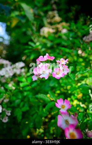 Rosa "Ballerina" in un giardino all'inglese Foto Stock