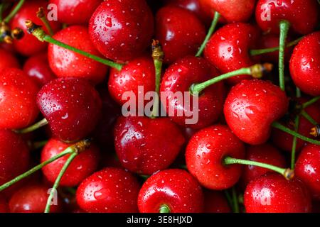 Sfondo ciliegino dettagliato con pelle lucida e gambi visibili. Frutta fresca matura estiva, concetto di raccolta biologica Foto Stock