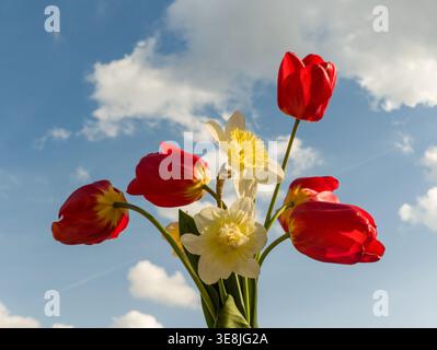 Bouquet primaverile di tulipani rossi (Tulipa) e narcisi bianchi (Narciso) contro un cielo blu con nuvole bianche, vista ad angolo basso. Foto Stock