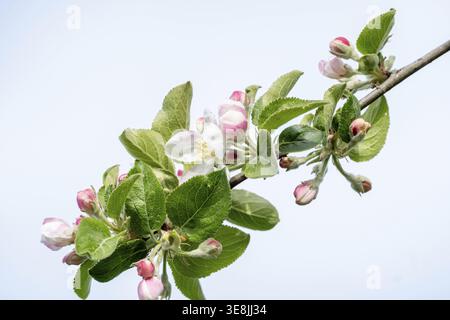 Borken, NRW, Germania, ramo di mele che mostra fiori freschi rosa e bianchi su un cielo azzurro Foto Stock