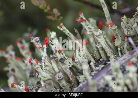 Macro di diverse coppe di licheni (specie della cladonia) in legno morto Foto Stock
