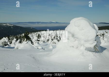 Neve gelo abete albero Jeseniky primo piano shot durante l'inverno ghiaccio naturale forma neve gelo freddo tundra ghiaccio freddo temperatura frigida uccelli occhio superiore vi Foto Stock