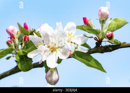 Borken, NRW, Germania, ramo di mele che fiorisce con fiori e gemme aperte contro un cielo azzurro Foto Stock