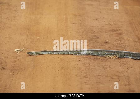 Pitone di roccia africana (Python sebae) su una pista di sabbia rossa, Parco Nazionale di Akagera o Parco Nazionale di Kagera, Provincia Orientale, Ruanda Foto Stock
