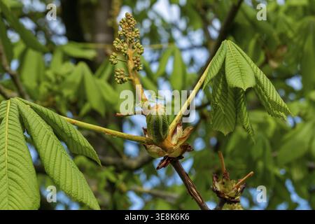 Borken, NRW, Germania, ippocastano e foglie verdi fresche che crescono in primavera Foto Stock