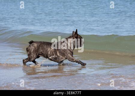 bouledogue francese sulla spiaggia, a piedi in mare Foto Stock