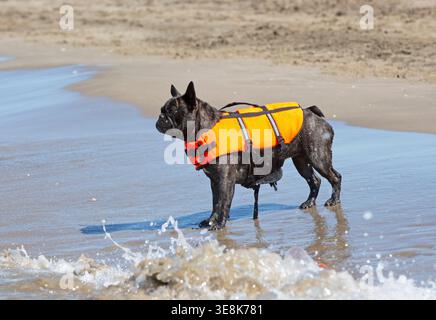 bouledogue francese sulla spiaggia, camminando sulla sabbia Foto Stock