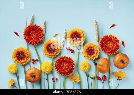 Composizione creativa autunnale con fiori di gerbera arancioni e gialli, zucche decorative, orecchie di grano su sfondo blu vista dall'alto. Giorno del Ringraziamento conc Foto Stock
