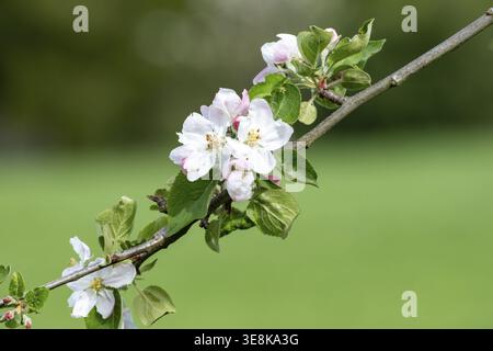 Borken, NRW, Germania, ramo di mele che mostra vivaci fiori di rosa bianco e foglie verdi su un morbido sfondo verde Foto Stock