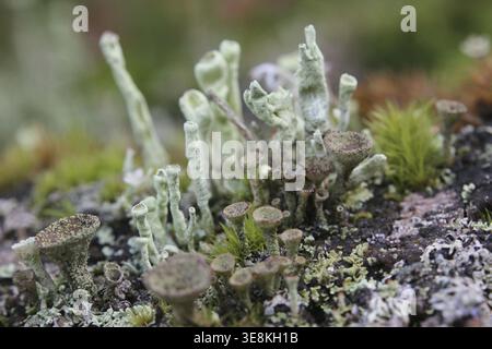 Macro di diverse coppe di licheni (specie della cladonia) in legno morto Foto Stock
