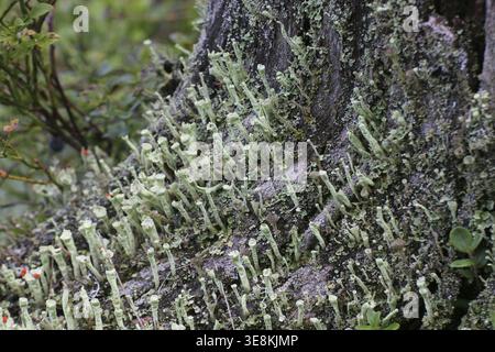 Macro di diverse coppe di licheni (specie della cladonia) in legno morto Foto Stock