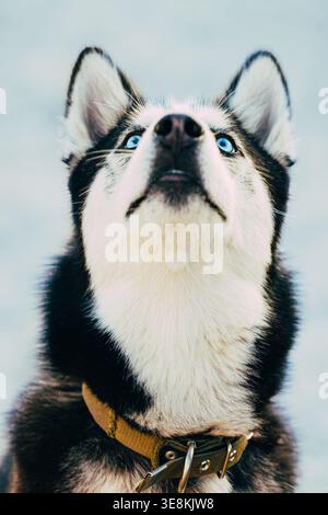 Siberian Husky con occhi blu che guardano in alto, ritratto all'aperto sullo sfondo del cielo Foto Stock