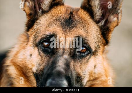Ritratto ravvicinato di una museruola di cane pastore tedesco con caldi occhi marroni e orecchie di allarme su uno sfondo morbido e neutro Foto Stock