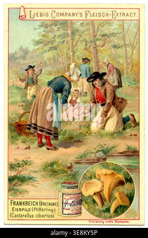 Chanterelle, chanterelle dorate o girolle, ricerca nella foresta in Bretagna Cantharellus cibarius, (, ), Pfifferling, Suche im Wald in der Bretagne Foto Stock