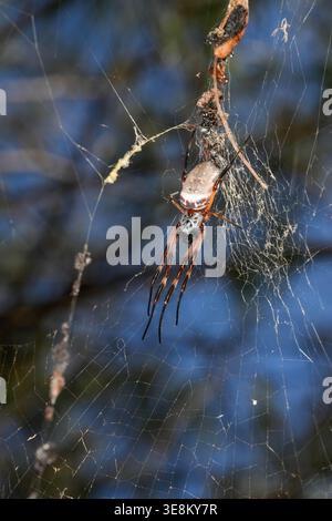 Donna Golden Orbweaver, sul web. Foto Stock