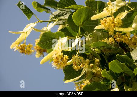 Dettaglio dei fiori gialli dell'albero cordata Lime Tilia in estate Foto Stock