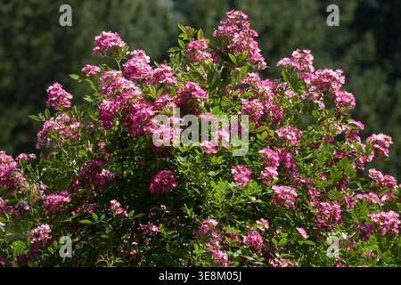 Arbusto rosa Rosa "Mozart" in piena fioritura in un giardino estivo soleggiato Foto Stock