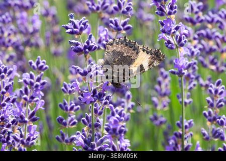 Primo piano di una piccola farfalla di tartaruga Aglais orticae su fiori perenni di Lavandula angustifolia di lavanda in estate Foto Stock