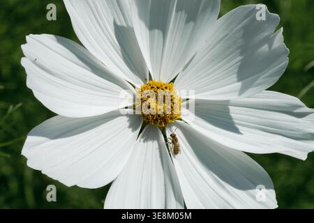Dettaglio del fiore bianco del Cosmos bipinnatus pianta annuale "purezza" con piccoli insetti in estate Foto Stock
